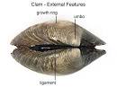 Clam Dissection