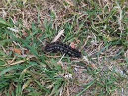 Attēlu rezultāti vaicājumam “Euthrix potatoria larva”