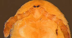 Attēlu rezultāti vaicājumam “Polyzonium germanicum”