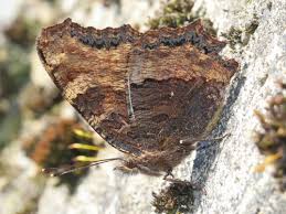 Attēlu rezultāti vaicājumam “Nymphalis polychloros underside”