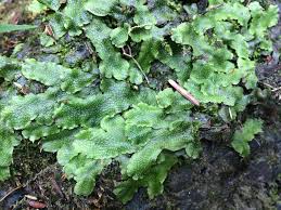 Attēlu rezultāti vaicājumam “Conocephalum salebrosum”