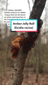 Attēlu rezultāti vaicājumam “Exidia recisa”