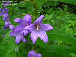 Attēlu rezultāti vaicājumam “Campanula latifolia leaf”