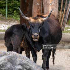 Attēlu rezultāti vaicājumam “Bos primigenius taurus”