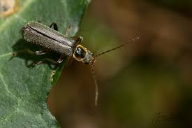 Attēlu rezultāti vaicājumam “Cantharis nigricans”