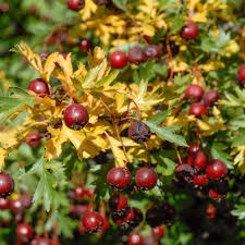 Attēlu rezultāti vaicājumam “Crataegus x macrocarpa”