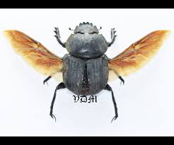 Attēlu rezultāti vaicājumam “Malacosoma castrensis male”