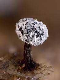 Attēlu rezultāti vaicājumam “Didymium squamulosum stalked”