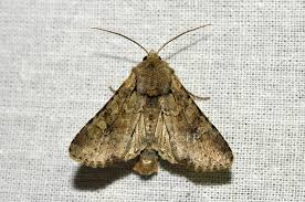 Attēlu rezultāti vaicājumam “Apamea sordens”