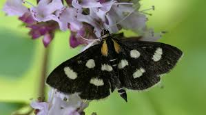 Attēlu rezultāti vaicājumam “Anania funebris”