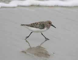 Attēlu rezultāti vaicājumam “Calidris alba adult”