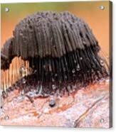 Attēlu rezultāti vaicājumam “Stemonitis foliicola”