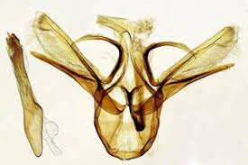Attēlu rezultāti vaicājumam “Hydrelia sylvata”