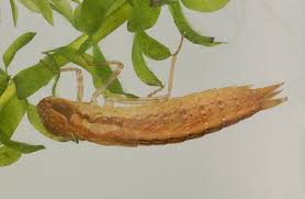 Attēlu rezultāti vaicājumam “Aeshnidae”