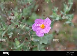 Attēlu rezultāti vaicājumam “Cistaceae”