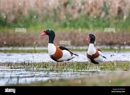 Attēlu rezultāti vaicājumam “Tadorna tadorna male”