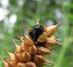 Attēlu rezultāti vaicājumam “Anthracoidea”