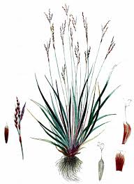 Attēlu rezultāti vaicājumam “Carex digitata”