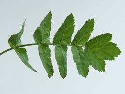 Image result for Pastinaca sativa