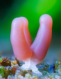 Attēlu rezultāti vaicājumam “Stemonitis fusca stalked”