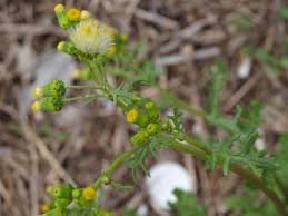 Attēlu rezultāti vaicājumam “Senecio vulgaris leaf”