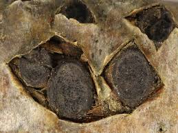 Attēlu rezultāti vaicājumam “Biscogniauxia marginata”