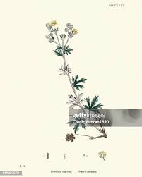 Attēlu rezultāti vaicājumam “Potentilla argentea leaf”