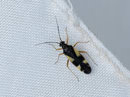 Attēlu rezultāti vaicājumam “Dryophilocoris flavoquadrimaculatus imago”