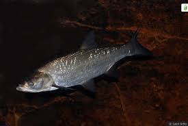 Image result for Aspius aspius