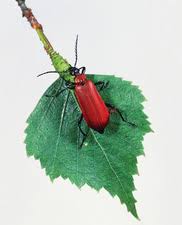 Attēlu rezultāti vaicājumam “Pyrochroa coccinea”