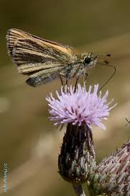 Attēlu rezultāti vaicājumam “Thymelicus lineola underside”