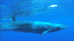 Image result for Balaenoptera borealis
