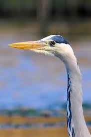Attēlu rezultāti vaicājumam “Ardea cinerea”