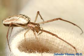 Attēlu rezultāti vaicājumam “Tetragnathidae”