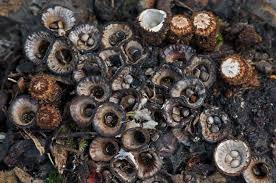 Attēlu rezultāti vaicājumam “Cyathus striatus”