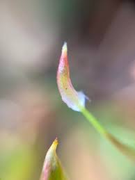 Attēlu rezultāti vaicājumam “Pleuridium subulatum sporophyte”