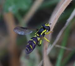 Attēlu rezultāti vaicājumam “Xanthogramma sp.”
