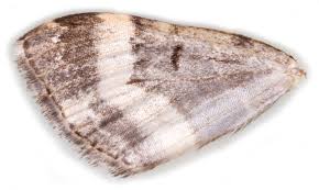 Attēlu rezultāti vaicājumam “Euphyia unangulata”