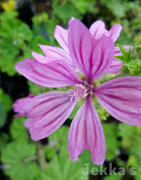 Image result for Malva sylvestris