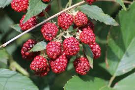 Image result for Rubus sectio