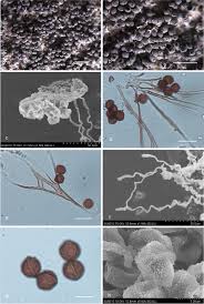 Attēlu rezultāti vaicājumam “Diderma chondrioderma spores”