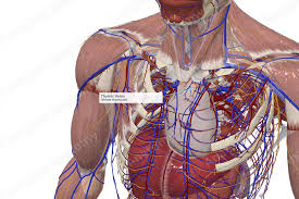 Image result for Thymus