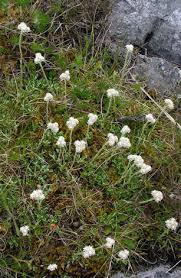 Attēlu rezultāti vaicājumam “Antennaria dioica male flower”