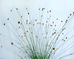 Attēlu rezultāti vaicājumam “Juncus bufonius fruit”