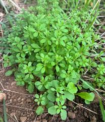 Image result for Galium aparine