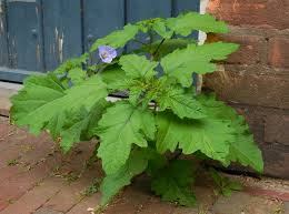 Attēlu rezultāti vaicājumam “Nicandra physalodes”