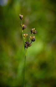 Attēlu rezultāti vaicājumam “Juncus alpinoarticulatus fruit”
