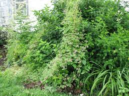 Image result for Adlumia cirrhosa