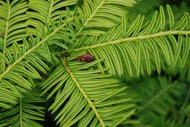 Attēlu rezultāti vaicājumam “Taxus”