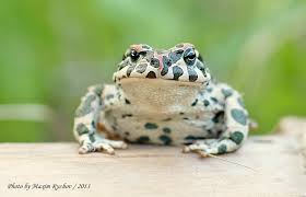 Attēlu rezultāti vaicājumam “Pseudepidalea viridis”